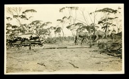 Vintage Photo 1919 Railroad Construction Ooldea Australia Camel Team Timber Haul - £27.68 GBP