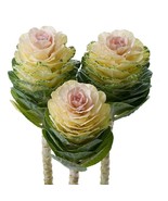 SML 50 Flowering Kale Seeds Flowering Kale Empire Agathana F1 Hybrid Bul... - $254.92 MXN