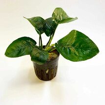 BUY 2 GET 1 ANUBIAS BARTERI BUTTERFLY 1 POT- Aquatic Live Plants SUPER P... - £12.45 GBP