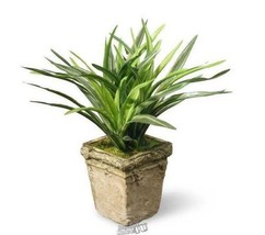 National Tree Company Indoor 9&quot; Dracaena Plant - £22.72 GBP