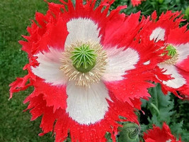 500 Danish Flag Queens Poppy Papaver Danebrog Flower Seeds Fresh Garden - $8.00