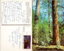 California Ponderosa Pine Posted 1975 from San Francisco to Rockford IL ... - $9.40