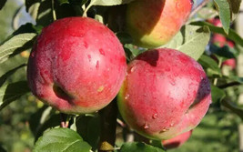 25 Eden Apple Seeds For Garden Planting    From US - $10.48