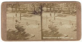 1900s Stereophonic Photo Co. S Pasadena Ostrich Chicks Stereo Card - $128.98 MXN