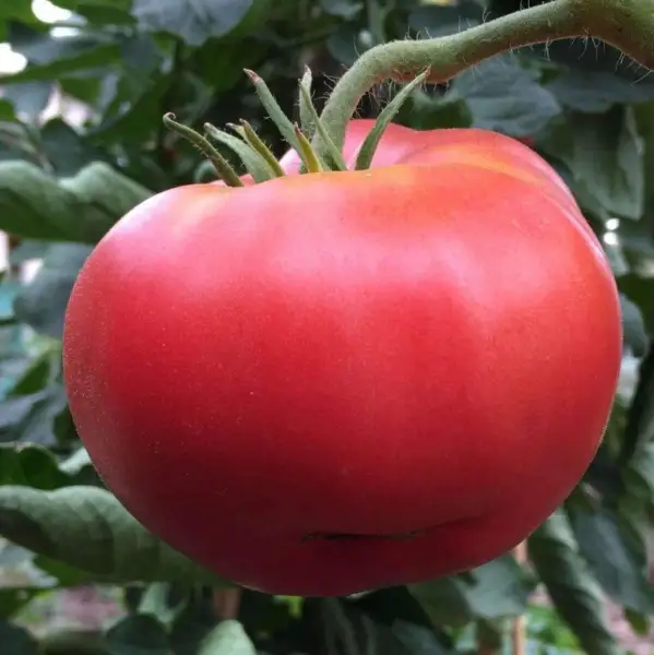 Fresh Ponderosa Pink Tomato Seeds 50 Ct Vegetable Heirloom Usa Non-Gmo - £5.89 GBP