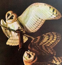 Barn Owl Bird 1946 Color Art Print John James Audubon Nature DWV2F - £31.41 GBP