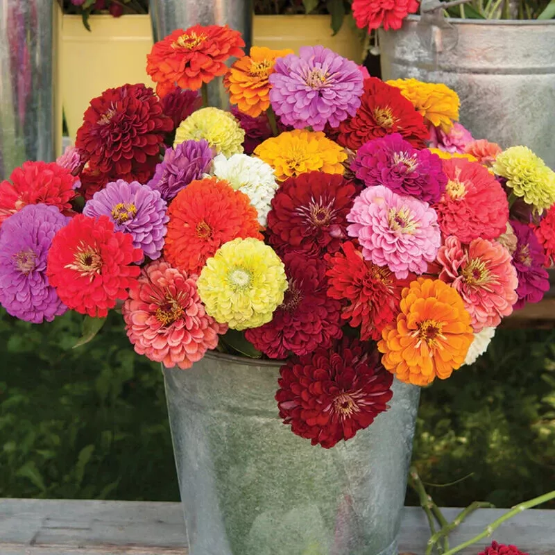 100 of CALIFORNIA GIANT ZINNIA FLOWER MIX SEEDS ~ NON-GMO - £1.41 GBP