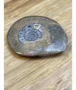 Natural Ammonite Snail Fossil Small KG JD - $17.65 CAD