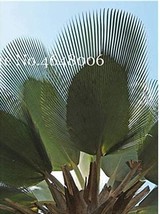 100 pcs Travelers Palm Flores Seeds FROM GARDEN - £9.94 GBP