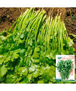 Large-Leaf Coriander Seeds Premium Cilantro High-Yield - $357.52 MXN
