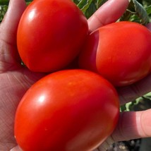 Roma Tomato Seeds Determinate Gardening USA SELLER - £6.81 GBP