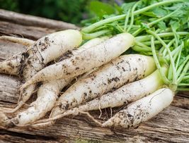 Free Shipping 100 Radish Seeds - Fast Growing Heirloom Non GMO White Icicle - £7.98 GBP