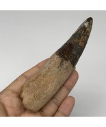 99.8g,5.2&quot;X 1.2&quot;x 1&quot; Rare Natural Fossils Spinosaurus Tooth from Morocco... - £377.71 GBP