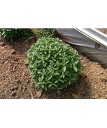 Basil Spicy Globe 100 -5000 Seeds compact shrubs ideal for patio contain... - $2.20+