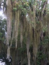 Fresh Live Spanish Moss - 1 Gallon - Live Florida Tillandsia Usneoides A... - $12.39 CAD