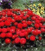 50 Zinnia &#39;Dreamland Red&#39; Fully-double Flower Seeds - $93.48 MXN