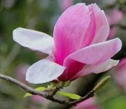 Taizhou Pink Yulan Magnolia Big Blooming Fragrant Shrub Flowers - £6.83 GBP