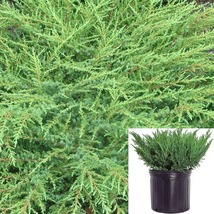 Juniperus Calgary Carpet 1Gallon Green Plant Juni Live Plant - £34.80 GBP