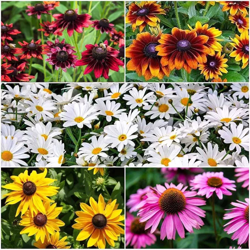 1000 Mixed Color Coneflower Seeds Easy to Grow Perennial Flowers - £11.25 GBP