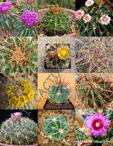 EXOTIC FEROCACTUS MIX flowering cactus rare cacti desert succulent seed 20 seeds - £7.23 GBP