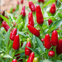 Heirloom Organic Green Red White Hot Chilli Pepper Vegetables - 20 Seeds - $6.00