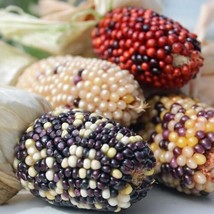 Indian Berries Popcorn 10 seeds (Zm 052) - £1.58 GBP