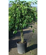 Ficus benjamina - £2.52 GBP