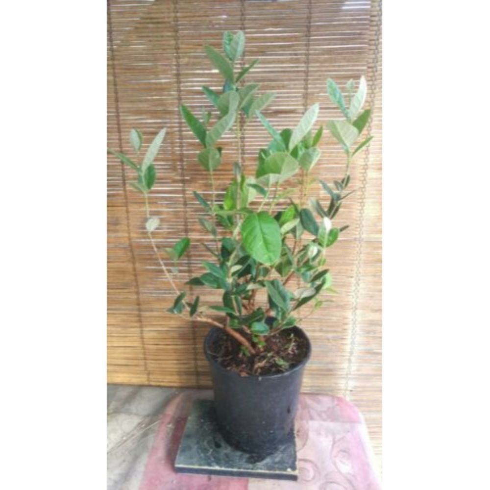 Pineapple Guava (Feijoa sellowiana 'Nazemetz') Tropical Fruit Trees 