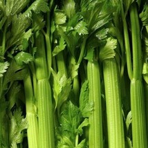 TB Tendercrisp Celery Seeds 1000+ Vegetable Garden Soups Stews Snacks  - £2.27 GBP