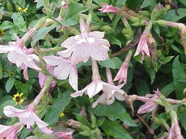 Sale 200 Seeds Jasmine Aztec Nicotiana (Ornamental Flowering Tobacco) Nicotiana  - £7.86 GBP