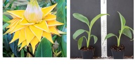 Chinese Dwarf Yellow Banana/Golden Lotus Musella lasiocarpa Live STARTE Plant - £43.15 GBP