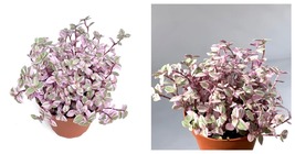 Live Plant Tradescantia Pink Panther Houseplants - £35.40 GBP