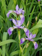 Live Plant Iris Versicolor Northern Blue Flag Native Freshly Collected - £24.46 GBP