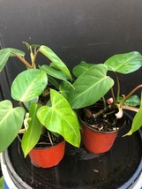 Philodendron Eurubescnes, Plant Rooted, (medium )8&quot;- 10&quot; (4-5 leaves ) -... - £54.35 GBP
