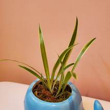 Blue Whale Planter with Live Spider Plant, Houseplant in Ceramic Plant Pot image 7