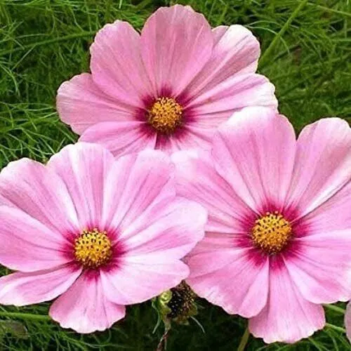 Cosmos Gloria 3 5’ Tall Huge Flower Blooms Magenta Center Non Gmo 200 Seeds Fres - £7.88 GBP