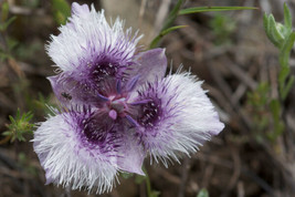 Calochortus Tolmiei Tolmie Startulip Or Pussy Ears 10 Seeds Garden Beautiful USA - $17.50