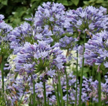 5 Pc Seeds Lily of the Nile Flower, Agapanthus StormCloud Seeds for Plaanting RK - £15.10 GBP