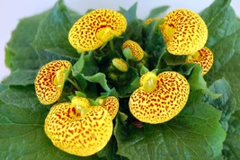 Lovely Funny Flower Calceolaria Herbeohybrida Indoor &amp; Outdoor, 100 Seeds D - £11.26 GBP