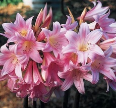 10 Bulbs Pink Surprise Lily Lycoris Naked Ladies Corm - $28.75