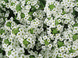 BPA 1000 Seeds White Sweet Alyssum Carpet Of Snow Lobularia Maritima FlowerFrom  - £7.91 GBP