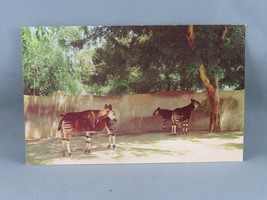 Vintage Postcard - Okapi at the San Diego Zoo - Unbranded - £11.72 GBP