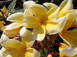 1 Hawaii Yellow Frangipani Plumeria Unrooted Slip - $25.99