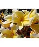 1 Hawaii Yellow Frangipani Plumeria Unrooted Slip - £20.29 GBP