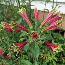 Alstroemeria Psittacina Parrot Or Princess Lily Lily Of The Incas 10 See... - $19.20