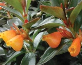 Goldfish House Plant Cuttings Freshly Cut Upon Order Succulents With Ora... - $19.88
