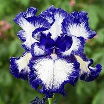 LimaJa Bearded Iris Flower PURPLE White Garden Plants 25 seeds - £4.79 GBP