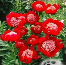 20 Of Peony Seeds Double Flowers - $11.37