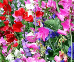 Sweet Pea Cuthbertson Mix Lathyrus Odoratus 100 Bulk Seeds Fresh - £29.96 GBP