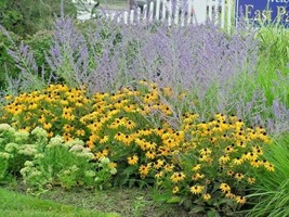 FA Store 200 Brown Eyed Susan Seeds Branched Coneflower Perennial Native Wildflo - $8.85